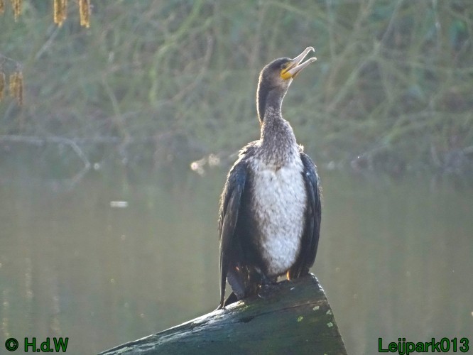 Jongen Aalscholver