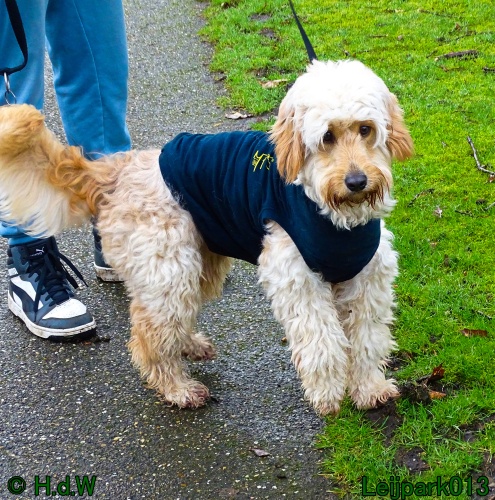 Beestenboel 27 februari 2024