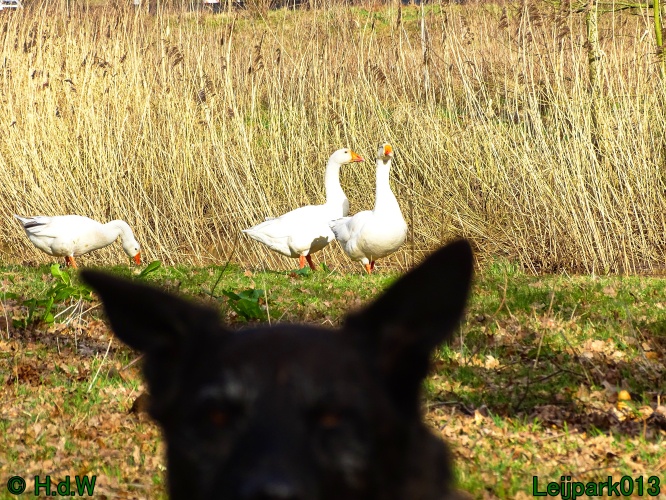Beestenboel 27 februari 2024
