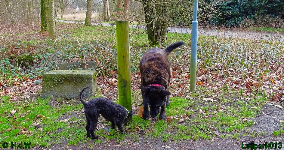 Beestenboel 27 februari 2024