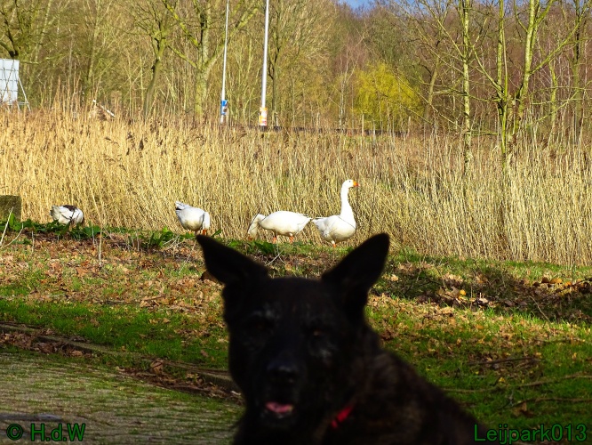Beestenboel 27 februari 2024