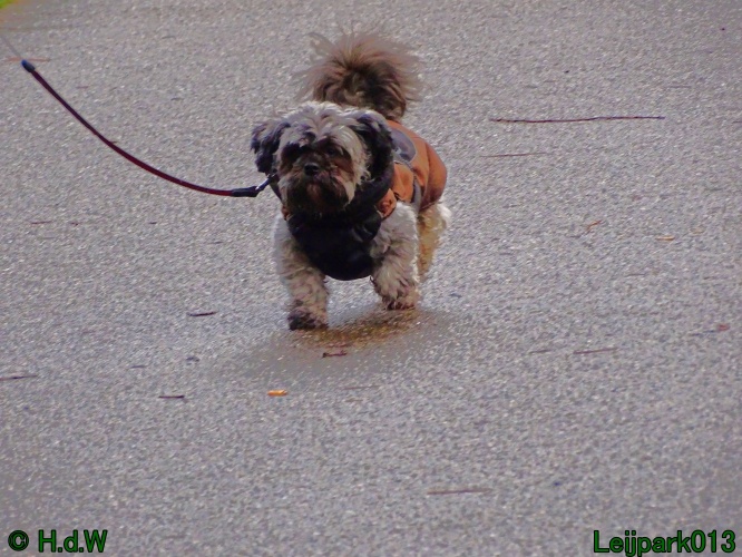 Beestenboel 27 februari 2024