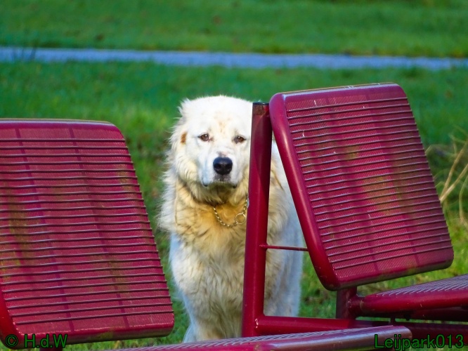 Beestenboel 27 februari 2024