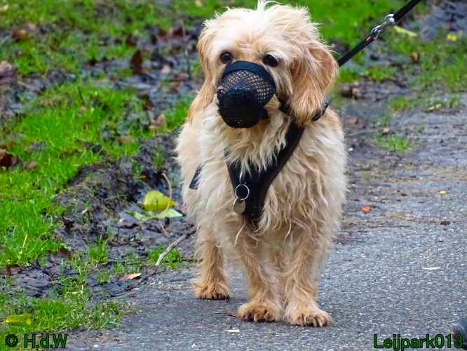 Beestenboel 27 februari 2024