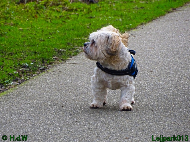 Beestenboel 27 februari 2024