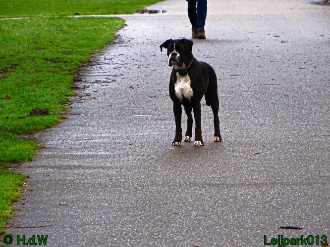 Beestenboel 27 februari 2024