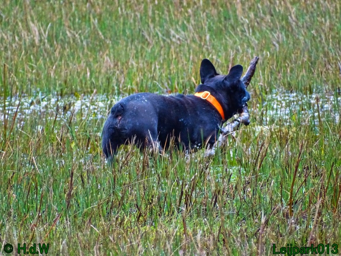 Beestenboel 27 februari 2024