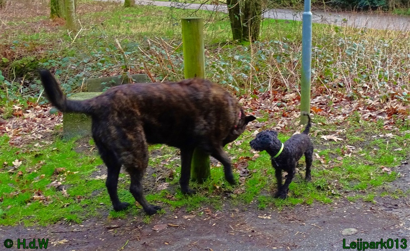 Beestenboel 27 februari 2024