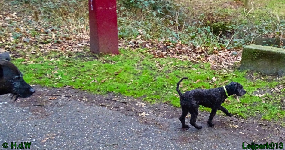 Beestenboel 27 februari 2024