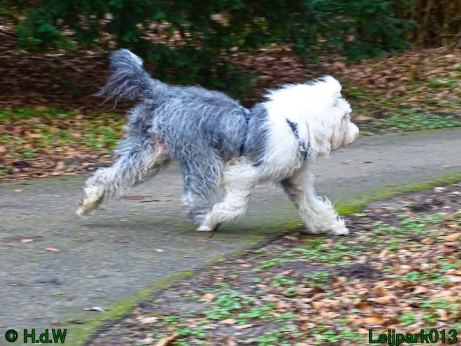 Beestenboel 27 februari 2024