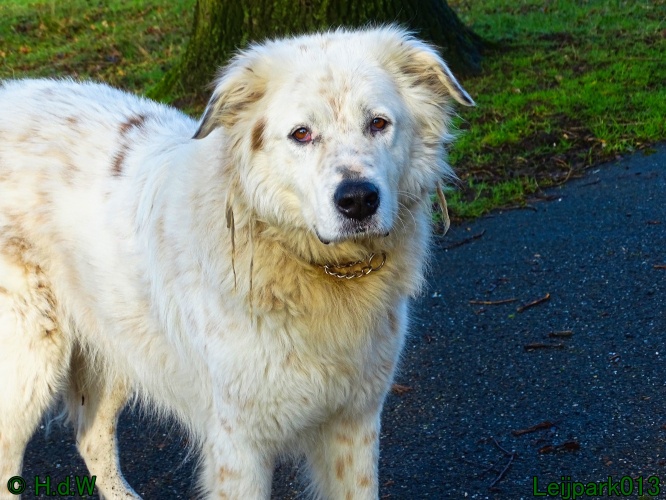 Beestenboel 27 februari 2024