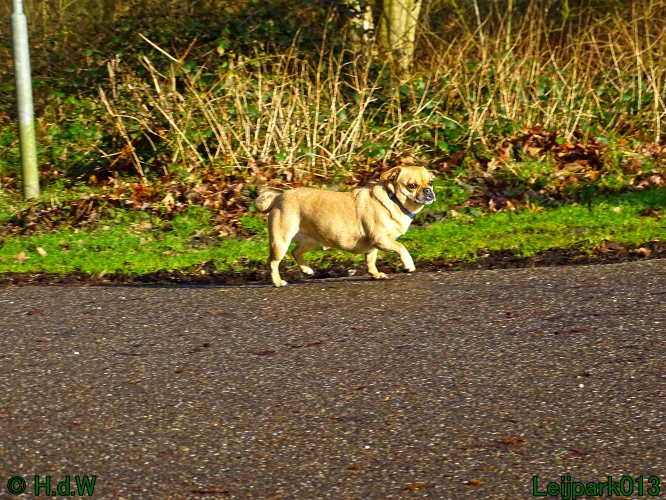 Beestenboel 27 februari 2024