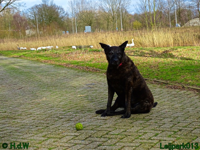 Beestenboel 27 februari 2024