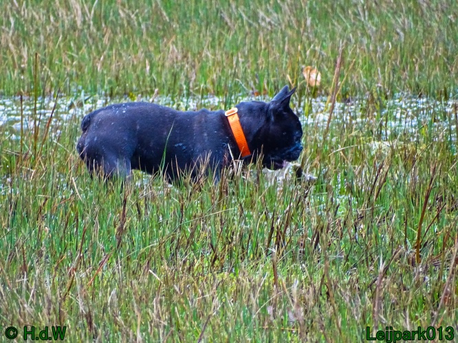 Beestenboel 27 februari 2024