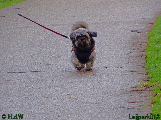 Beestenboel 27 februari 2024