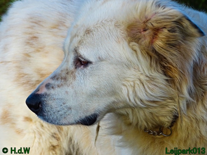 Beestenboel 27 februari 2024