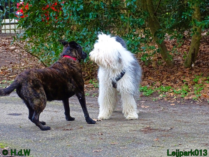 Beestenboel 27 februari 2024