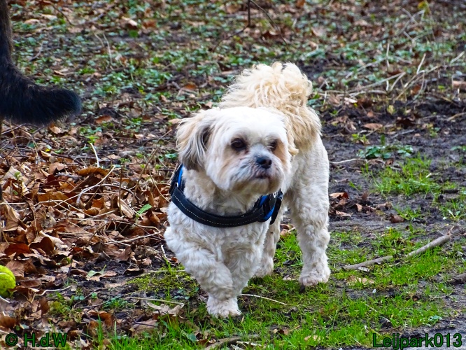 Beestenboel 27 februari 2024