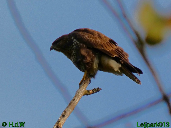 Buizerd