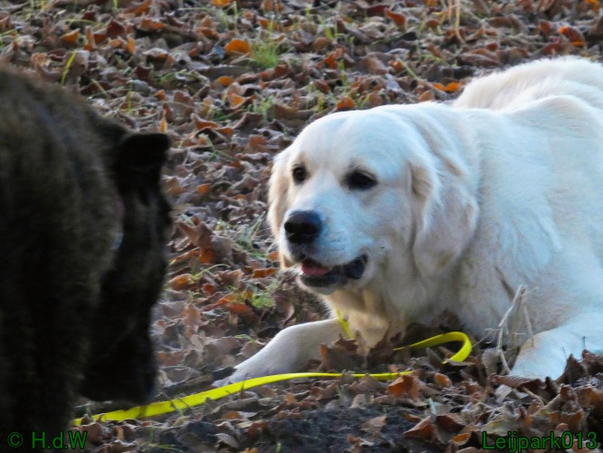 Beestenboel december 2024