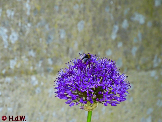 onze tuin 30 april 2024