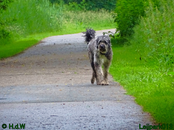 Beestenboel 7 juni 2024