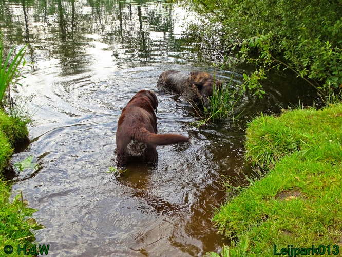 Beestenboel 26 juli 2024