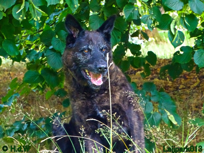 Beestenboel 26 juli 2024