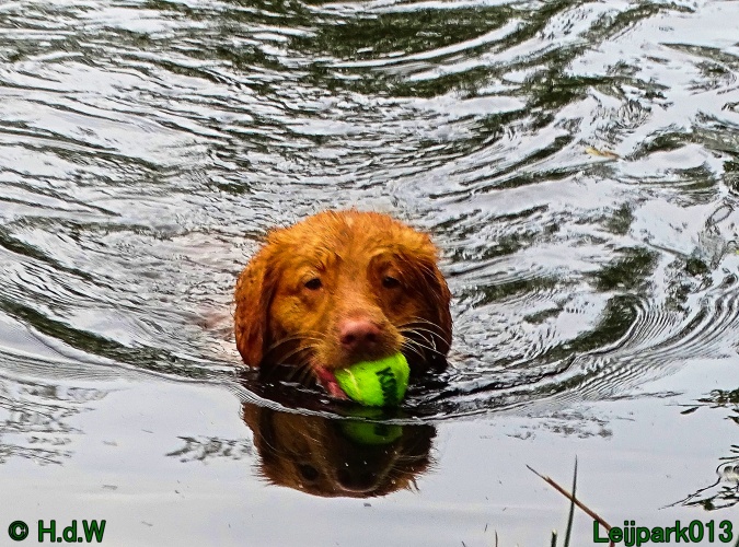 Beestenboel 26 juli 2024