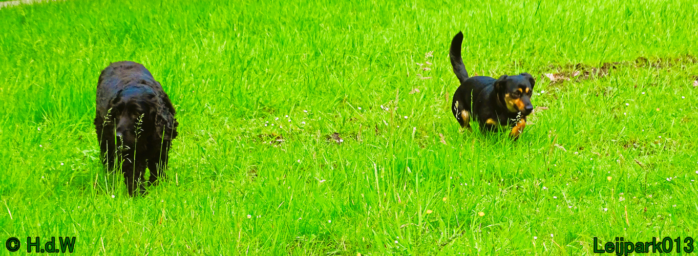 Beestenboel 7 juni 2024