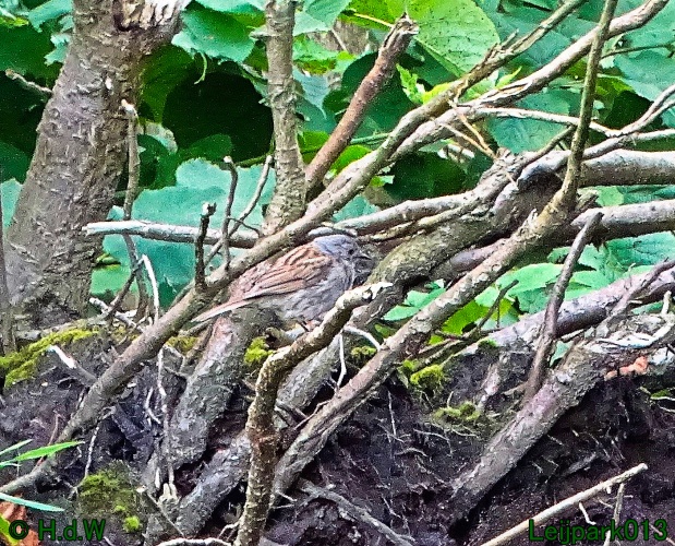 29 &amp; 30 &amp; 31 juli &amp; 1 augustus 2024