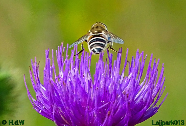 9 &amp; 10 &amp; 11 &amp; 12 juli 2024