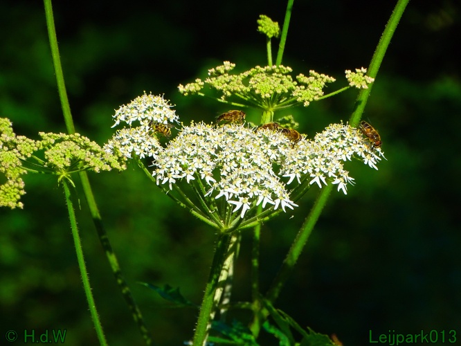 25 &amp; 26 &amp; 27 &amp; 28 juli 2024