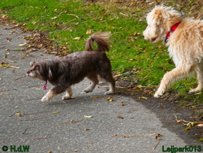 Beestenboel oktober 2025