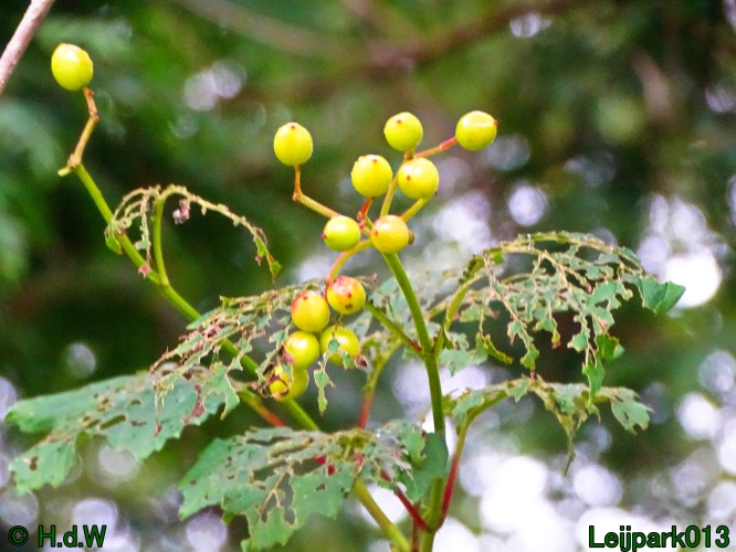 29 &amp; 30 &amp; 31 juli &amp; 1 augustus 2024