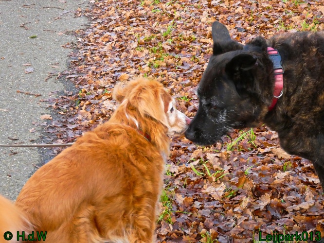 Beestenboel december 2024