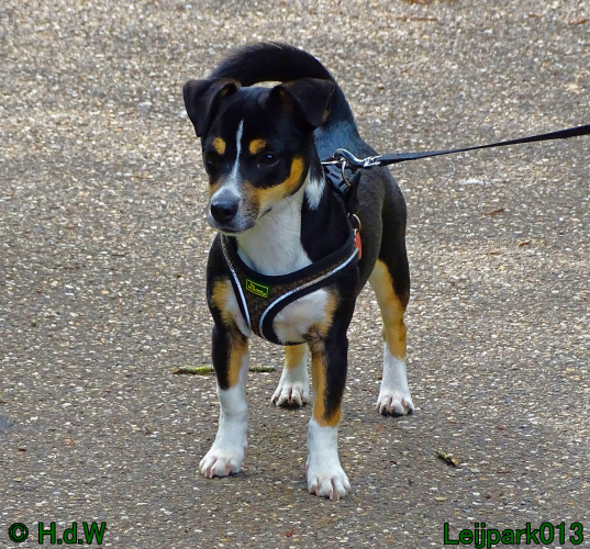 Beestenboel 7 juni 2024