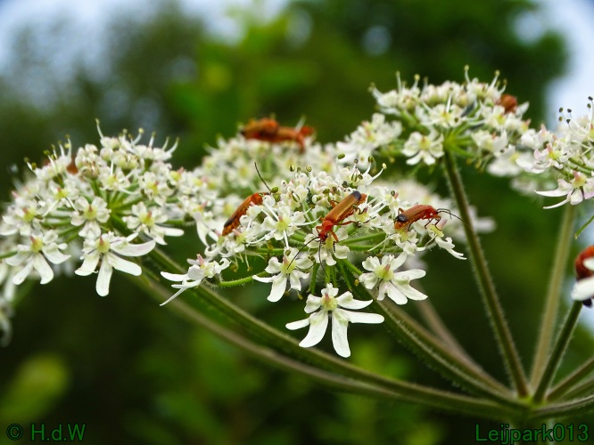 9 &amp; 10 &amp; 11 &amp; 12 juli 2024