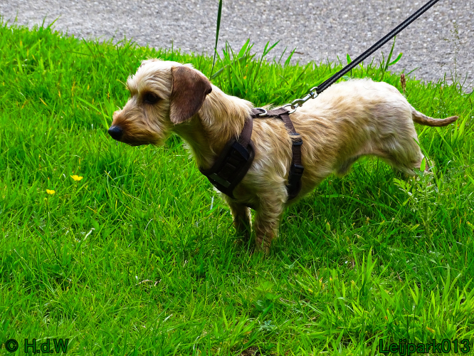 Beestenboel 7 juni 2024