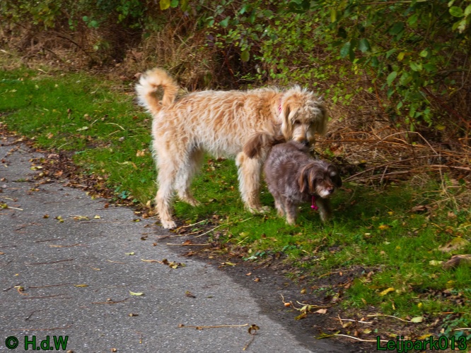 Beestenboel oktober 2025