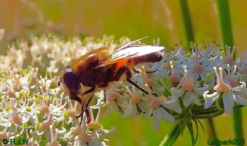 29 &amp; 30 &amp; 31 juli &amp; 1 augustus 2024