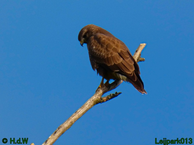 Buizerd