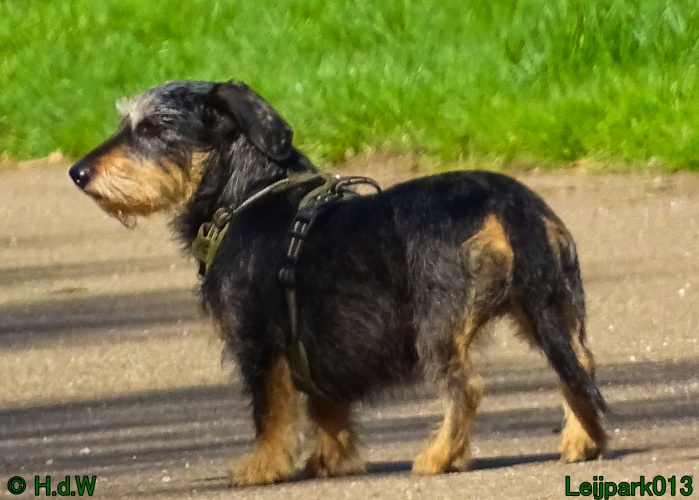 Beestenboel 12 mei 2024