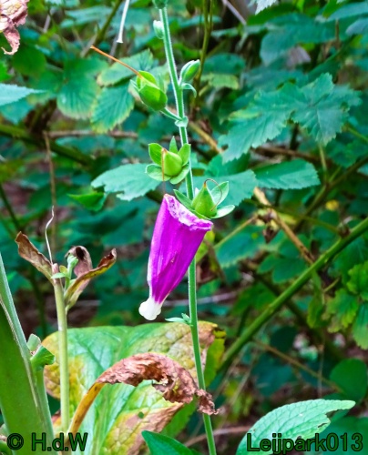 29 &amp; 30 &amp; 31 juli &amp; 1 augustus 2024