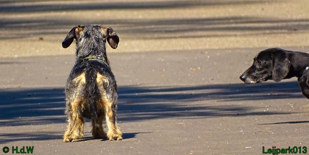 Beestenboel 12 mei 2024