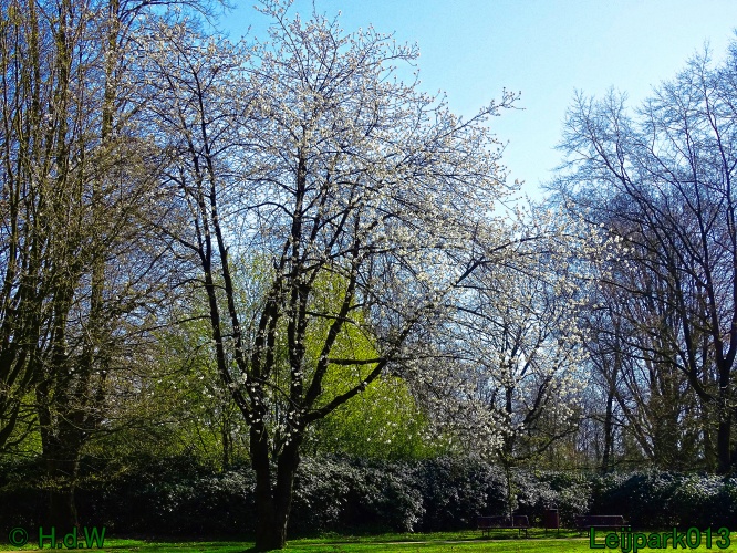 Kersenboom