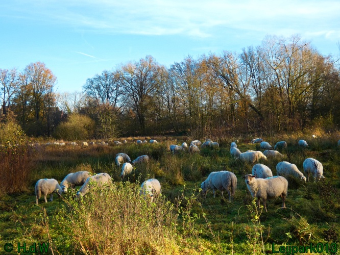 Schaapjes in het Leijpark