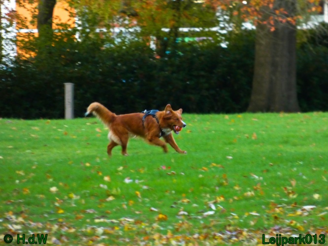 Beestenboel oktober 2025