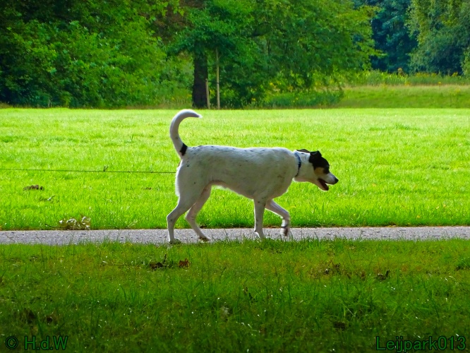 Beestenboel 26 juli 2024