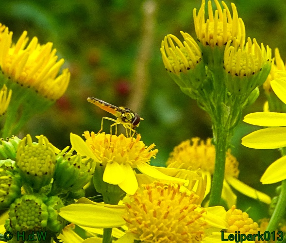 9 &amp; 10 &amp; 11 &amp; 12 juli 2024